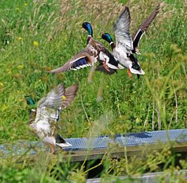 opvliegende eenden by Marten Wieringa
