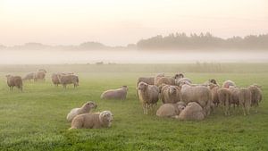 Sheep sur Dirk van Egmond
