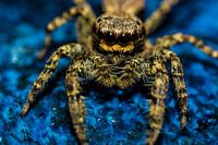 araignée