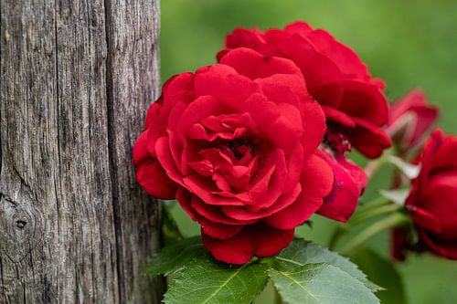 Eine schöne Rose an einem Zaun.