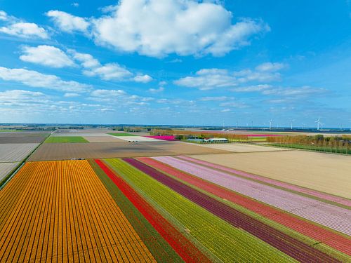 Tulpen op landbouwvelden in de lente van bovenaf gezien