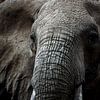 Grote olifantenkop, van dichtbij grijs van Fotos by Jan Wehnert