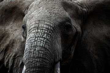 Grote olifantenkop, van dichtbij grijs van Fotos by Jan Wehnert