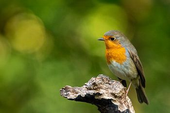 Rotkehlchen vor grünlich-gelbem Bokeh-Hintergrund