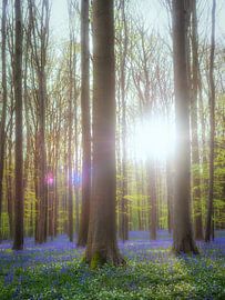 Ochtendzon in het bos van Lex Schulte