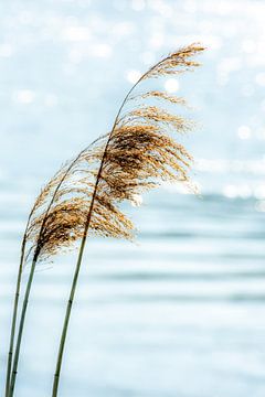 River reed by Dieter Walther
