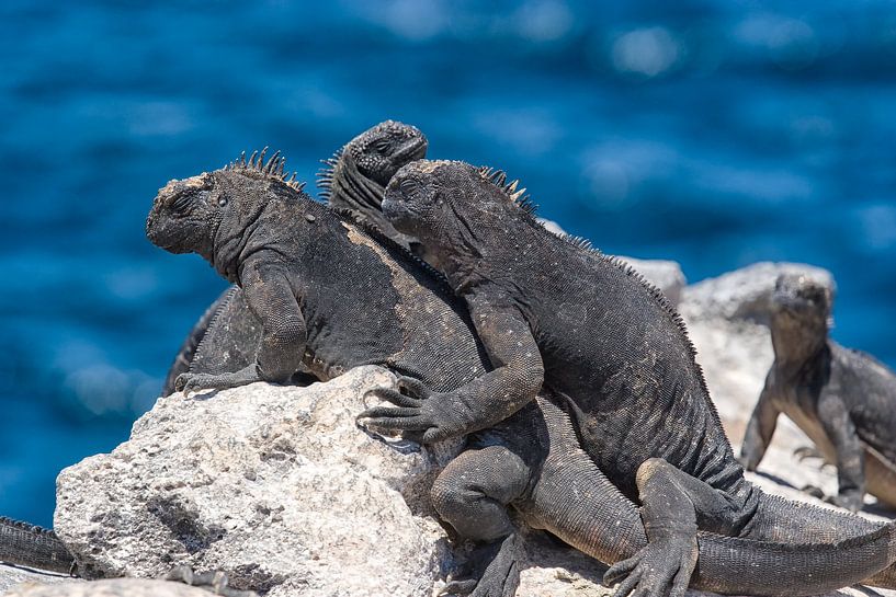 Lézards marins par Angelika Stern