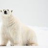 Ijsbeer in de sneeuw op Spitsbergen van Caroline Piek