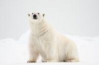 Ijsbeer in de sneeuw op Spitsbergen van Caroline Piek thumbnail
