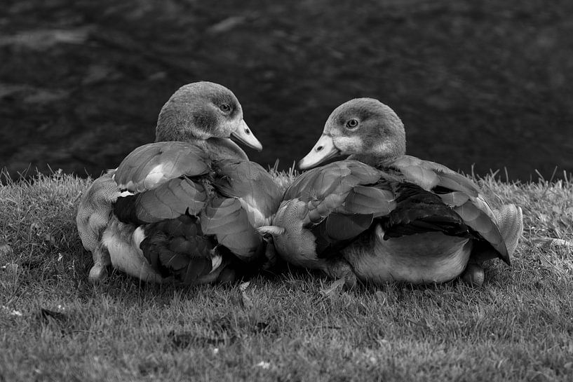&quot;Finally Together by Jacques Vledder
