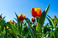 Trotse, oranje Hollandse Tulpen