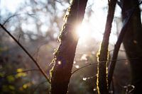 Morgenlicht im Wald