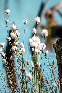 Linaigrette sur Kurt Krause