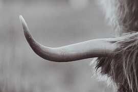 Scottish Highlanders in the Dutch Dunes