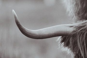 Schotse Hooglanders in de Nederlandse Duinen van Anne Zwagers