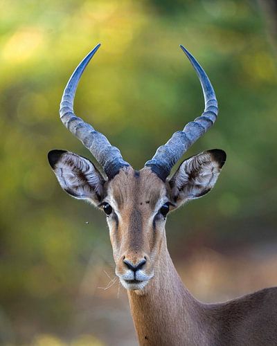 Impala im Krüger-Nationalpark
