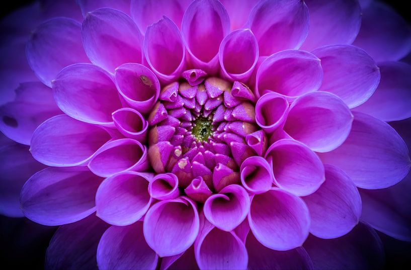 Dahlia par Aline Nijland