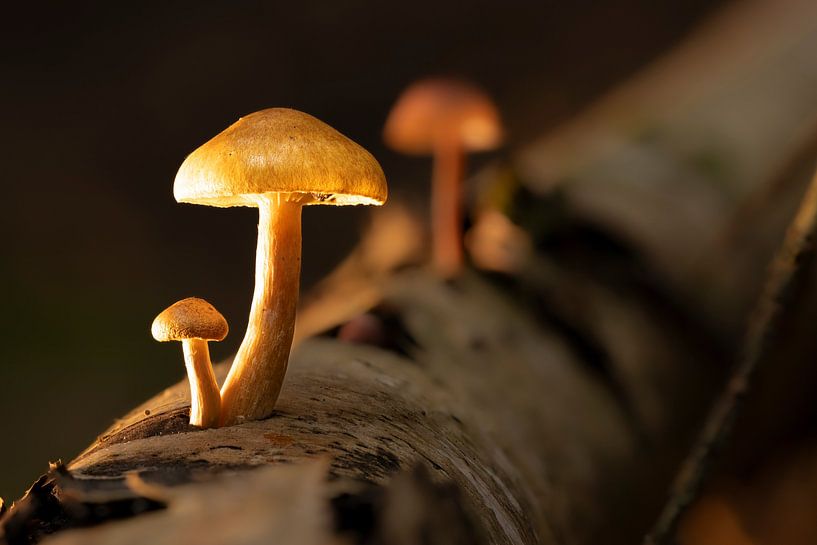 Mushrooms on a birch trunk by Thomas Heins