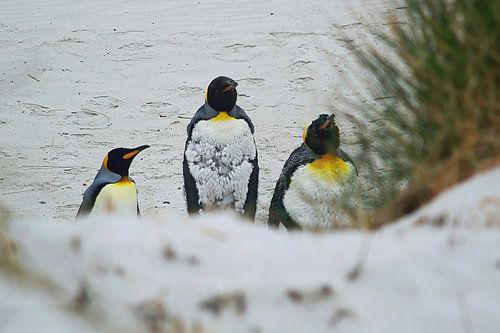 Drie koningspinguïns van dichtbij