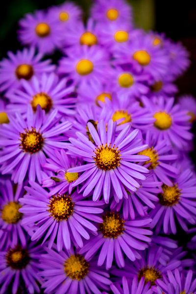 Wunderschöne Blütenpracht im heimischen Garten von Oliver Hlavaty