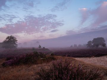 heath by snippephotography