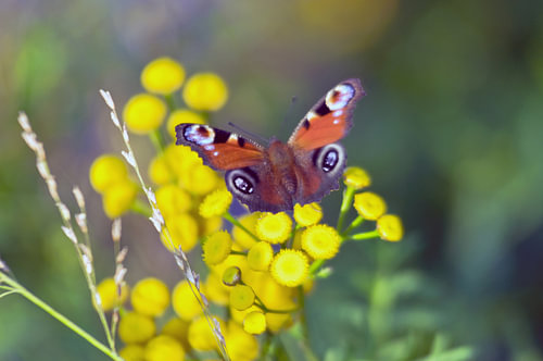Un paon du jour sur des fleurs sauvages jaunes, dans la lumière d'automne