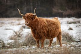 Schotse hooglander in de sneeuw van KB Design & Photography (Karen Brouwer)