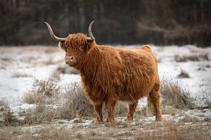 Schottischer Highlander im Schnee