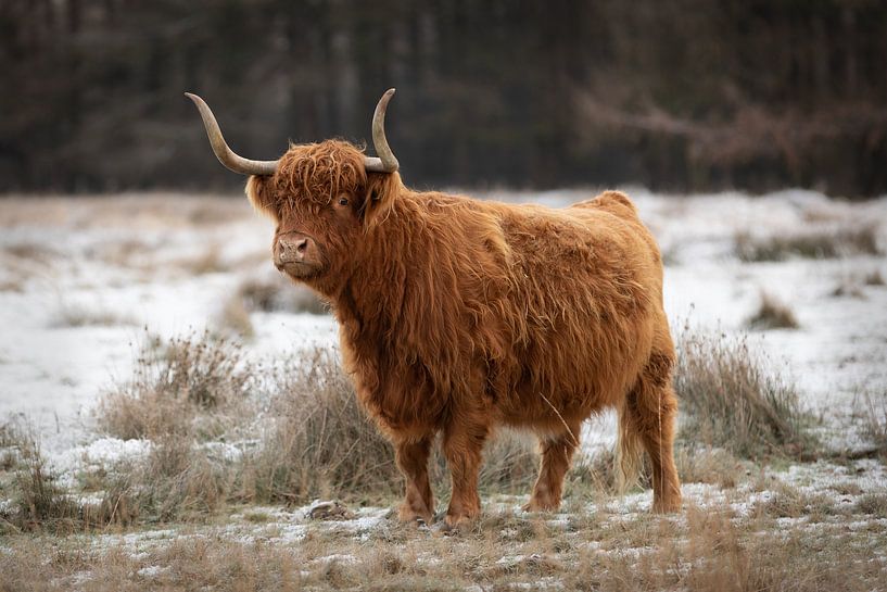 Schotse hooglander in de sneeuw van KB Design & Photography (Karen Brouwer)