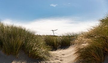 Arbre de Westenschouwen dans la zone des dunes sur Percy's fotografie