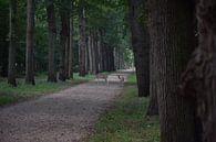 overstekende hertjes in het bos van Jeroen Franssen thumbnail