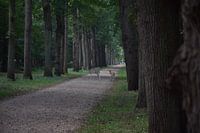 overstekende hertjes in het bos
