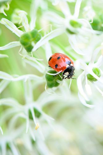 Coccinelle