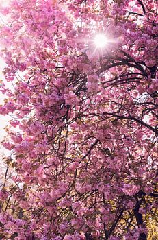 Lente Zon tussen de bloesem