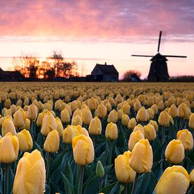 field with yellow tulip flowers at sunrise and windmill by Olha Rohulya