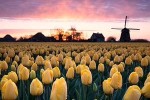 Feld mit gelben Tulpenblüten bei Sonnenaufgang und Windmühle