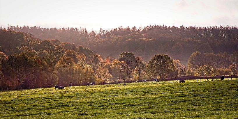 Grazing cows in the Wolfhaag by Rob Boon