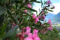 Oleander in Merano by Martina Weidner thumbnail