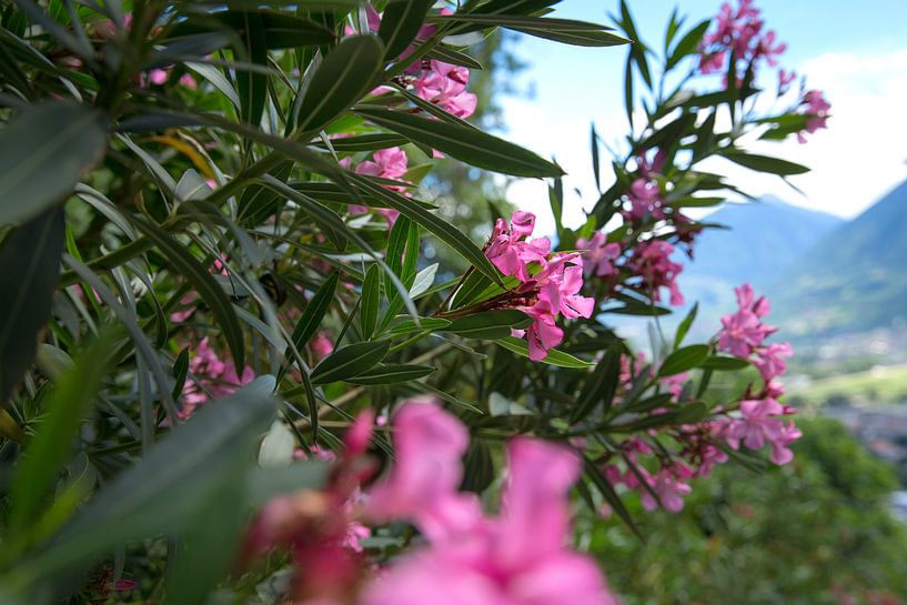 Oleander in Merano by Martina Weidner