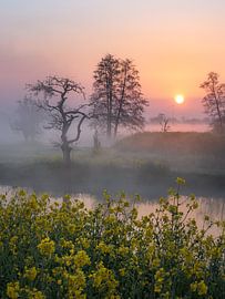 Droomland van Angela Kraan