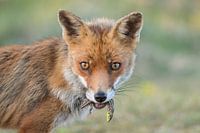 Fuchs mit Beute