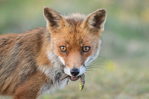 Vos met prooi van Tim Link