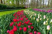 Meerkleurige hyacint, zuiver rood, roze-witte kleur tulpen