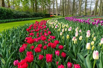 Multi Farbe Hyazinthe, rein rot, rosa weiße Farbe Tulpen