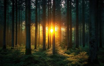 Magie bij zonsopgang tussen de bomen van fernlichtsicht