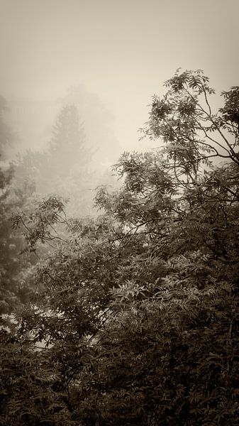 Brume matinale d'été par Jan van der Knaap