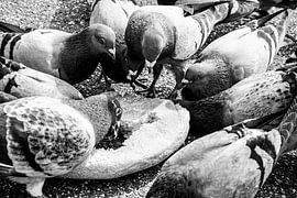 Taubenfest - schwarz und weiß