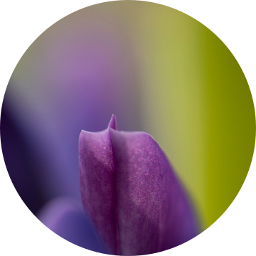 Macro detail opname van paarse Lupine met groen blad