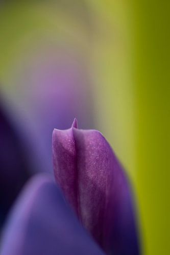 Macro detail opname van paarse Lupine met groen blad