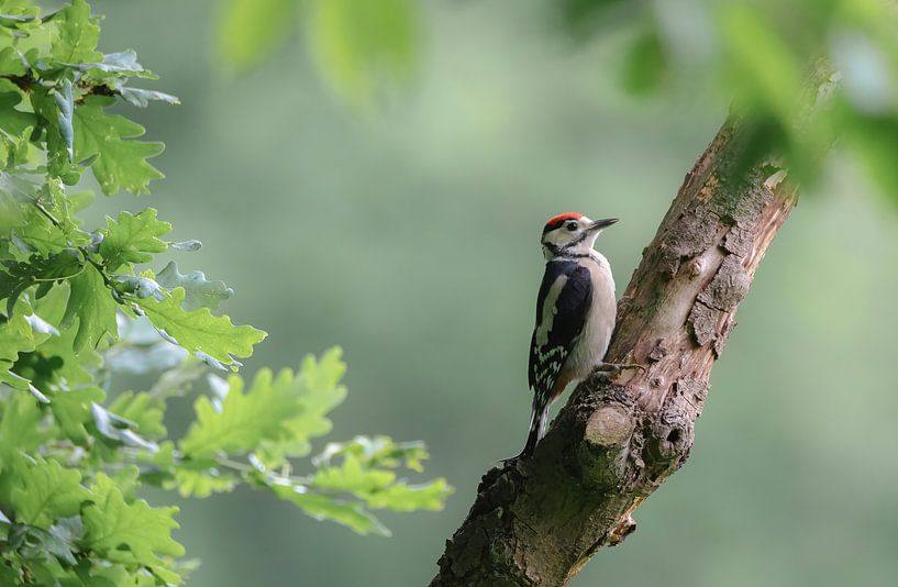 forest birds part 7 by Tania Perneel
